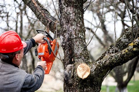 'Playing catch-up': New tree trimming crews expected to help with Austin Energy efforts